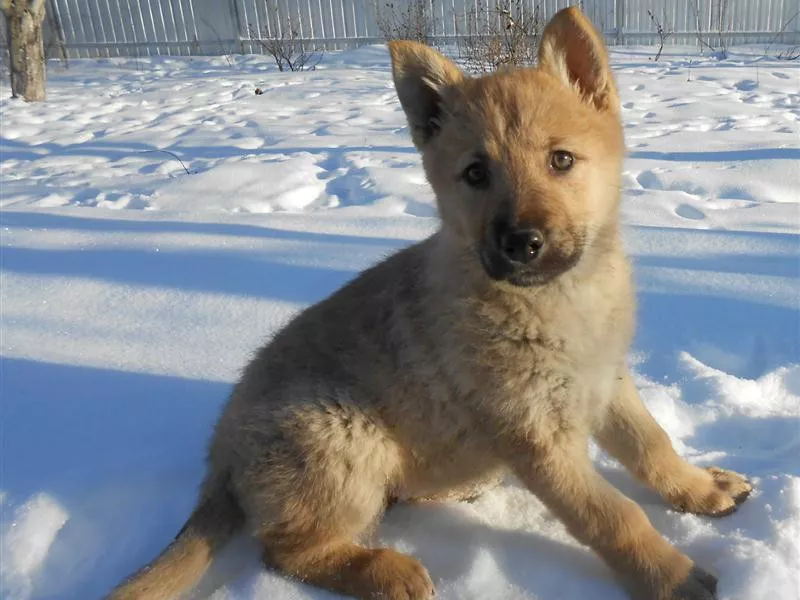 Czechoslovakian wolfdog