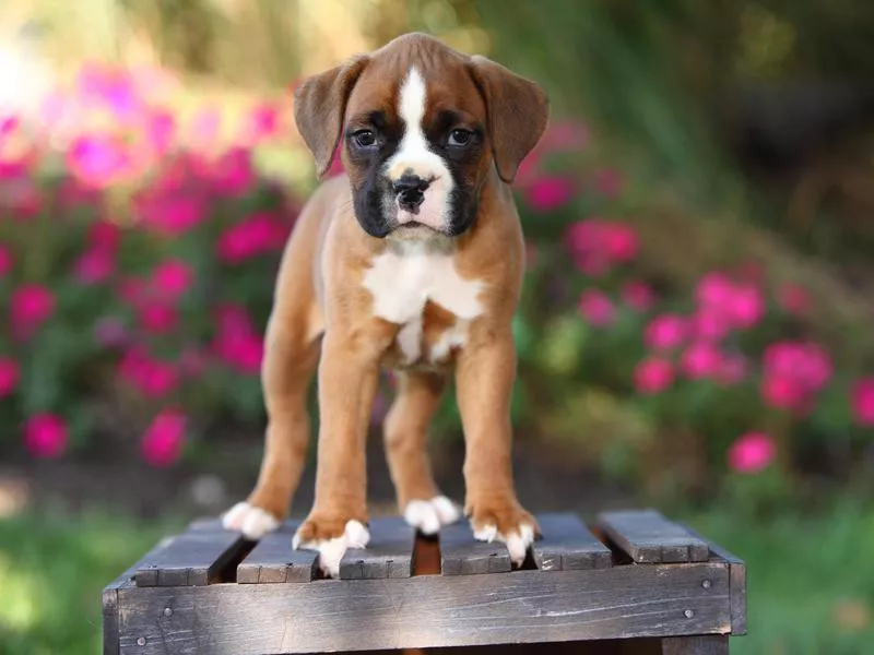 Boxer Puppy