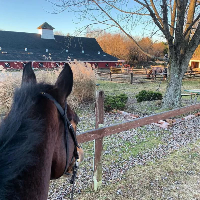 Horse looking out at red barn