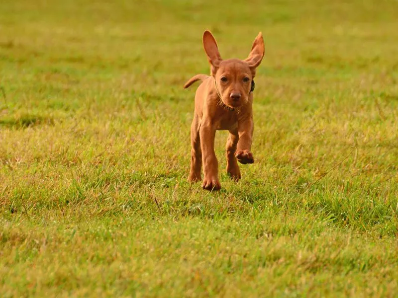 Vizsla Puppy