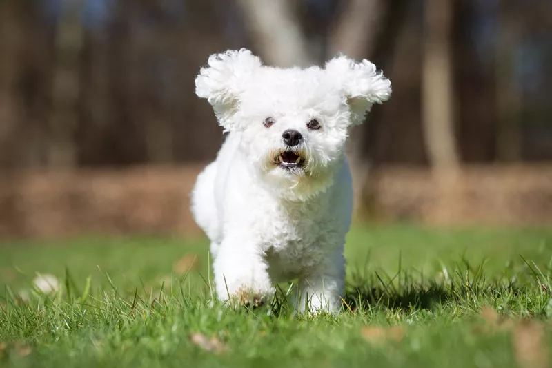 Bichon Frise dog