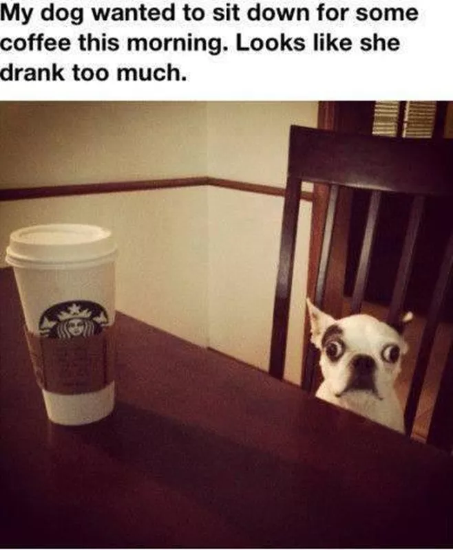 Dog drinking coffee