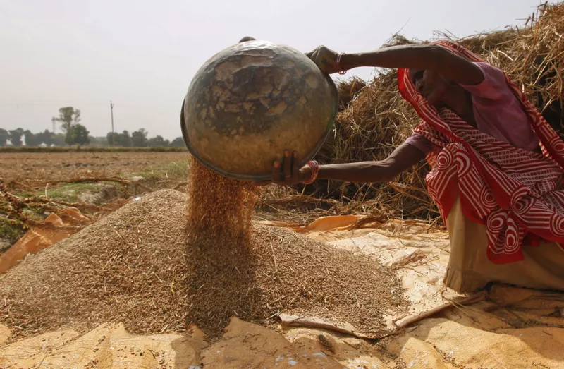 Wheat in India