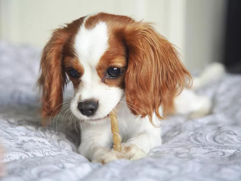 Cavalier King Charles Spaniel