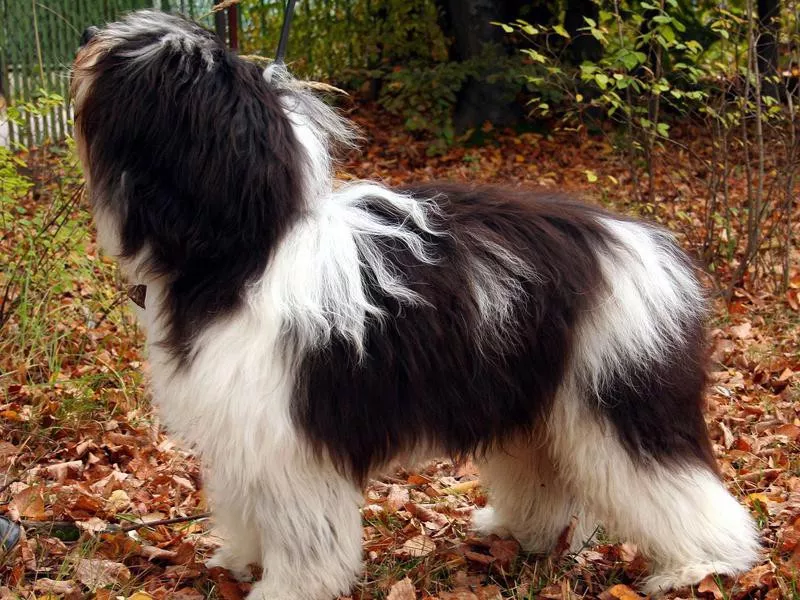 Polish Lowland Sheepdog