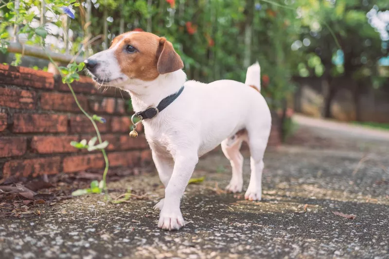 Jack Russell Terrier