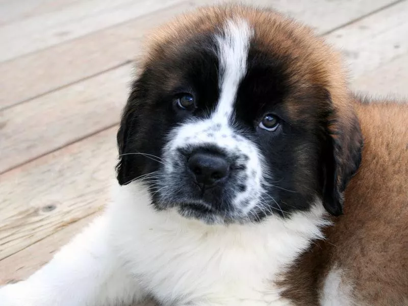 Saint Bernard