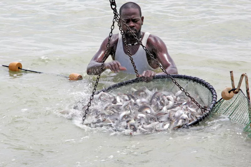 Catfish in Mississippi