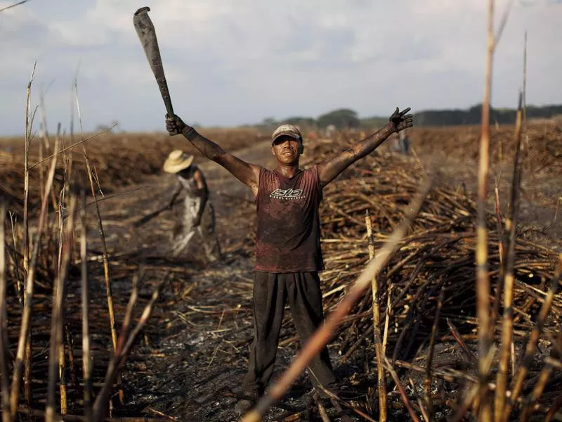 Sugarcane field in Guatemala