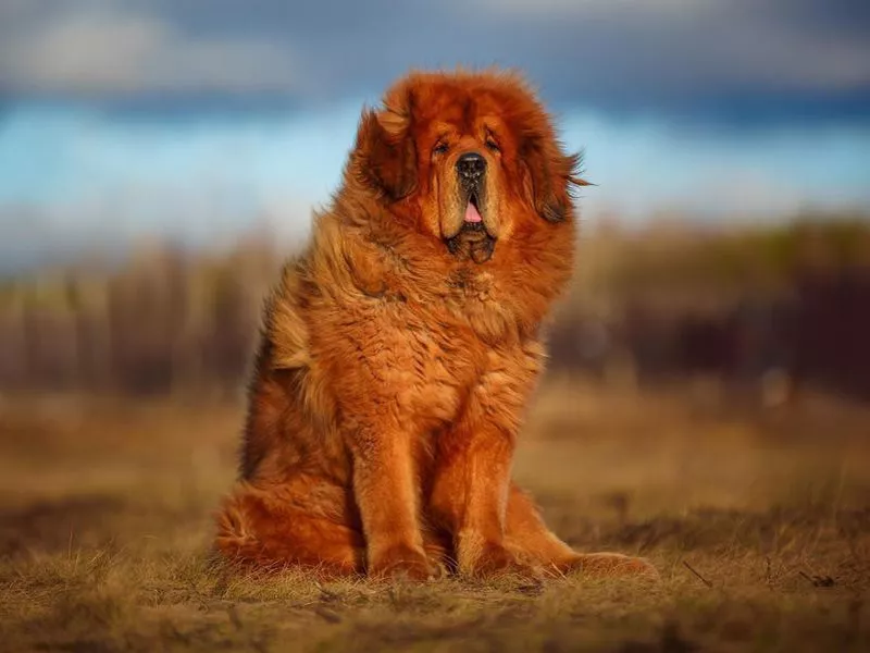 Tibetan Mastiff