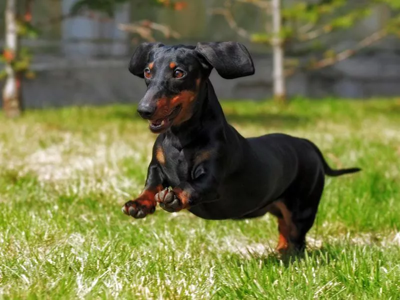 Dachsund playing