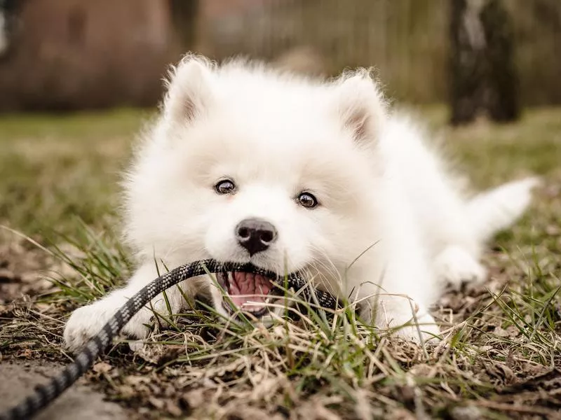 Samoyed Puppy