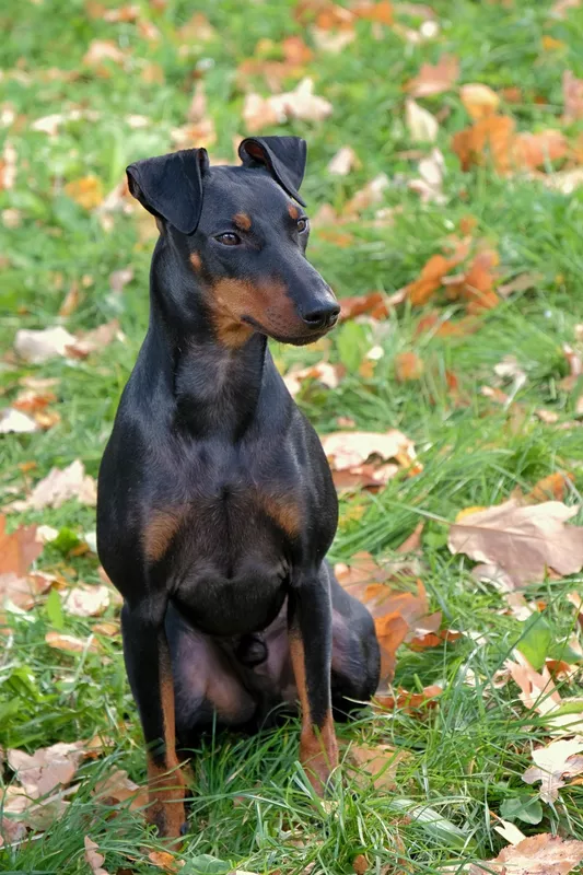 Manchester Terrier