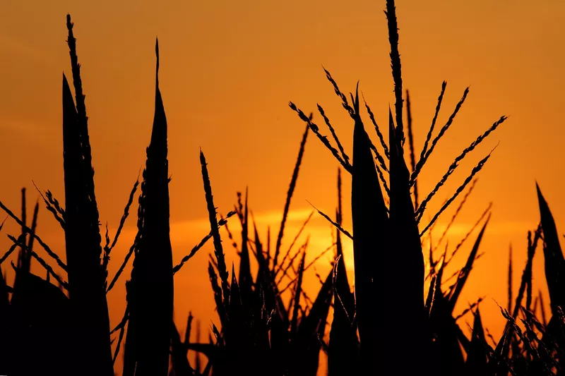 Corn in Illinois