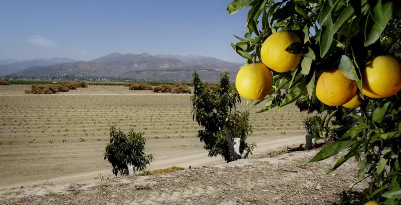 Valencia oranges in California