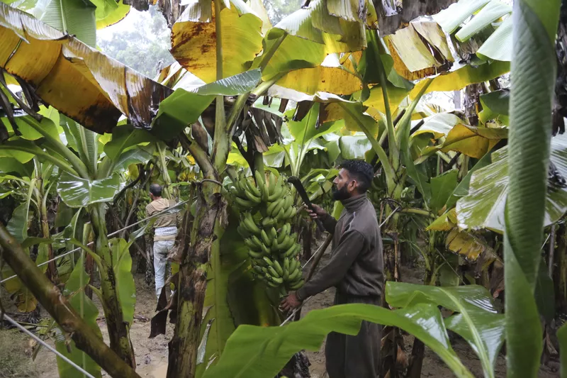 Bananas in India