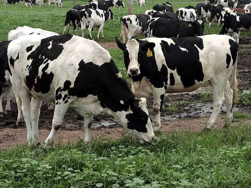 Dairy cows in Connecticut