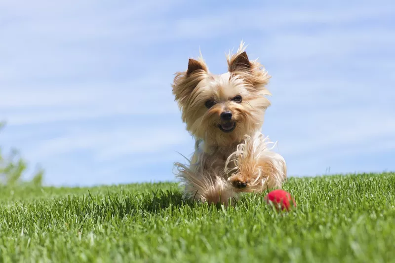 Yorkshire Terrier