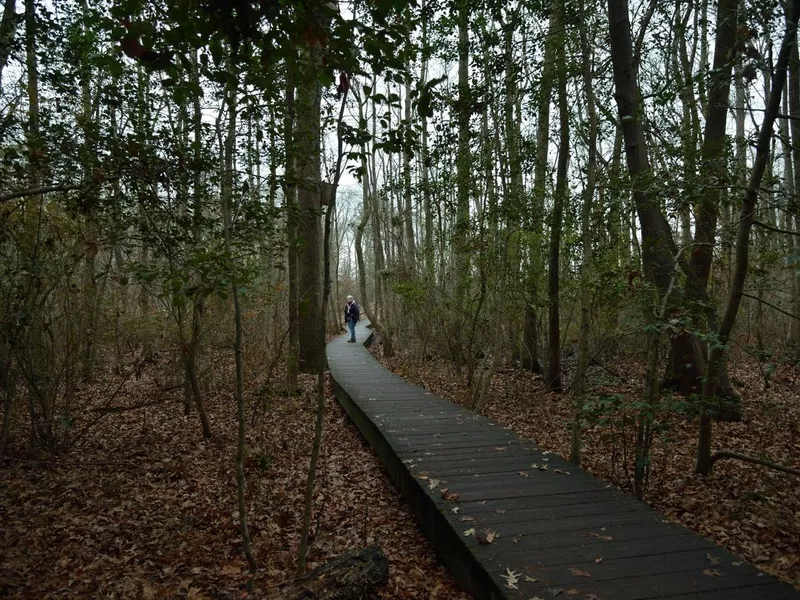 A lone birdwatcher searching in the forest of the pemberton historical park on a cold December day in salisbury, MD during the annual Bird Christmas Count