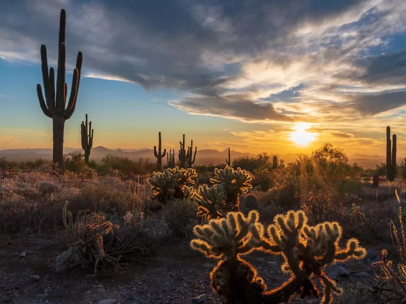 Saguaro sunset silhouette #72