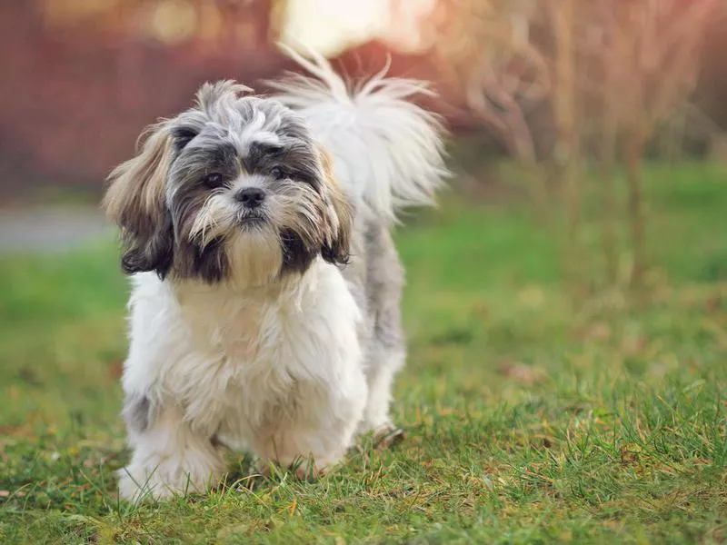 Shih Tzu puppy