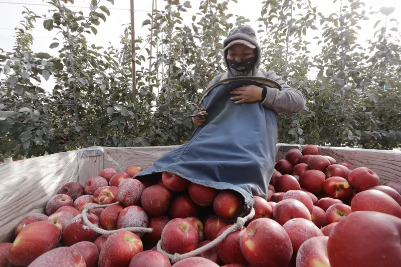 Apples in Washington