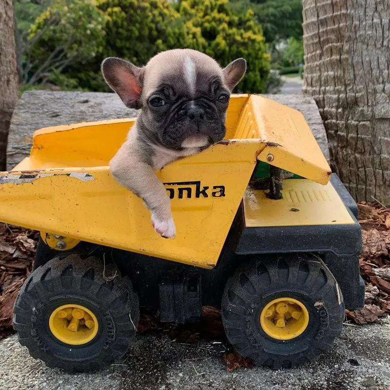 Tonka Truck