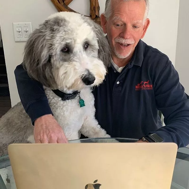 Dog looking at laptop