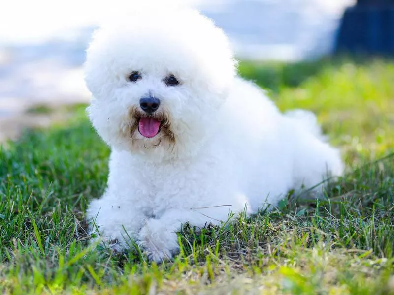 Bichon Frise dog