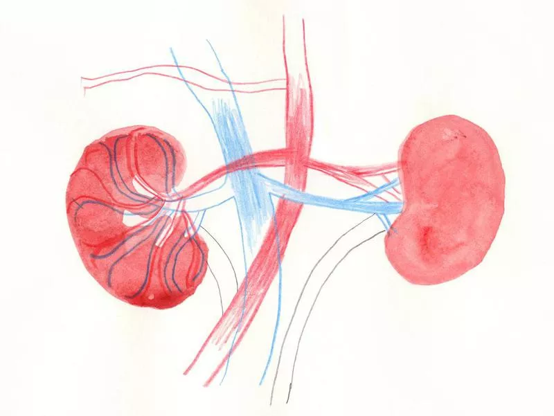 Kidneys