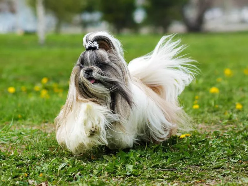 Shih Tzu