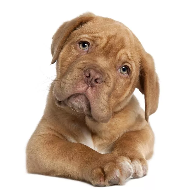 Dogue de Bordeaux