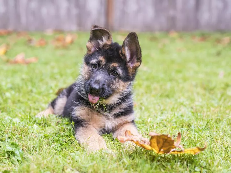 German Shepherd