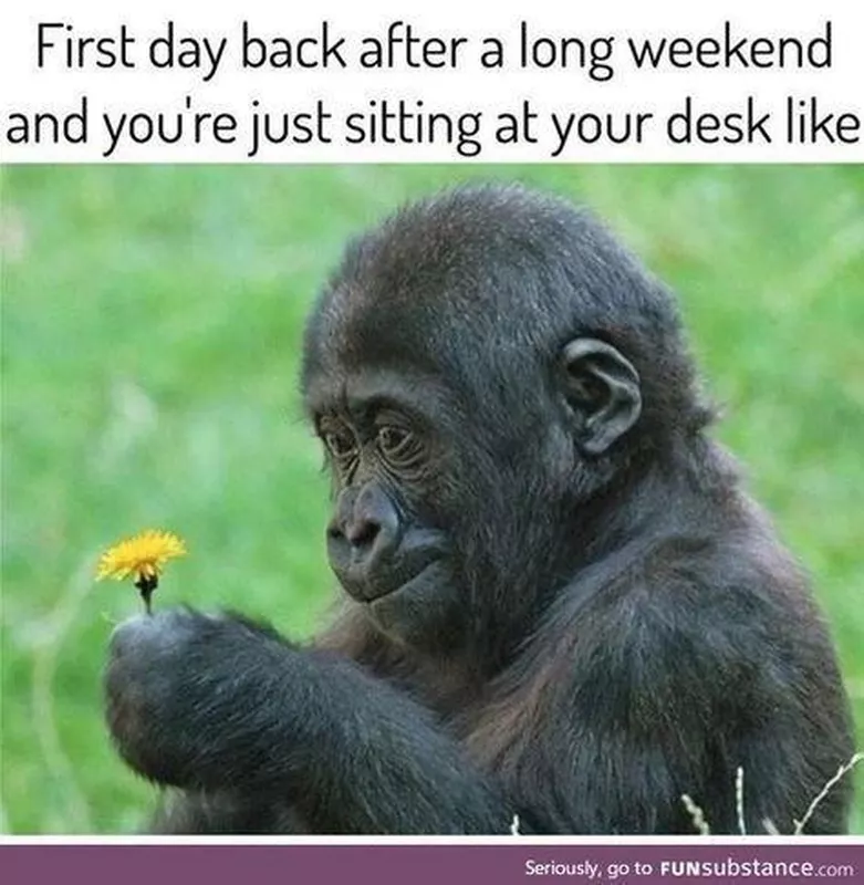 Monkey Monday Meme