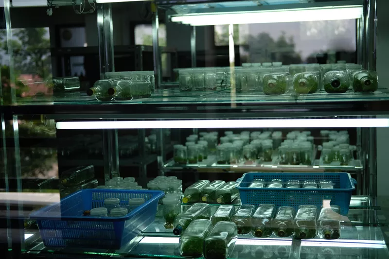 Tissue culture technology in a laboratory