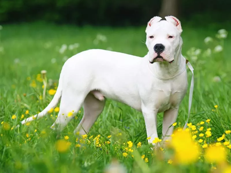 Dogo Argentino