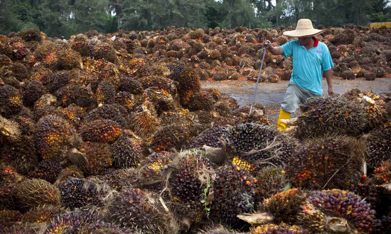 Oil palm fruits in Kuala Lumpur