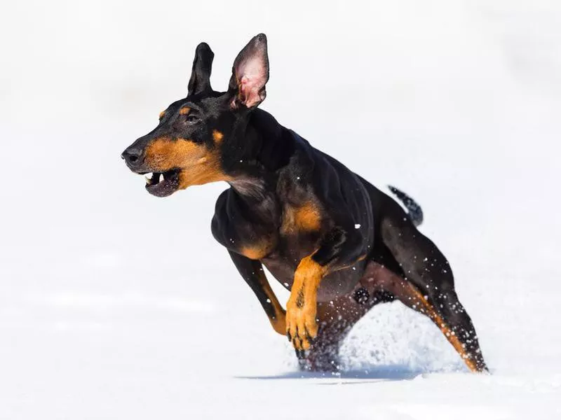 Manchester Terrier