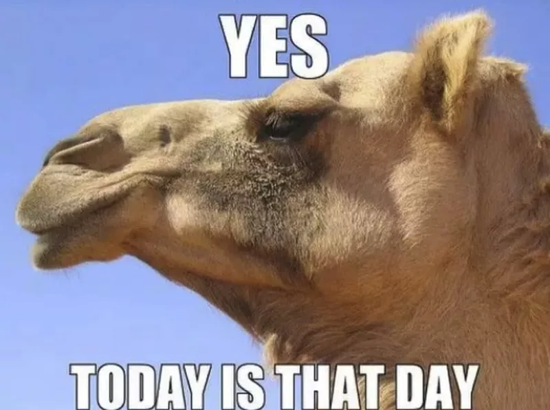 Camel hump day meme