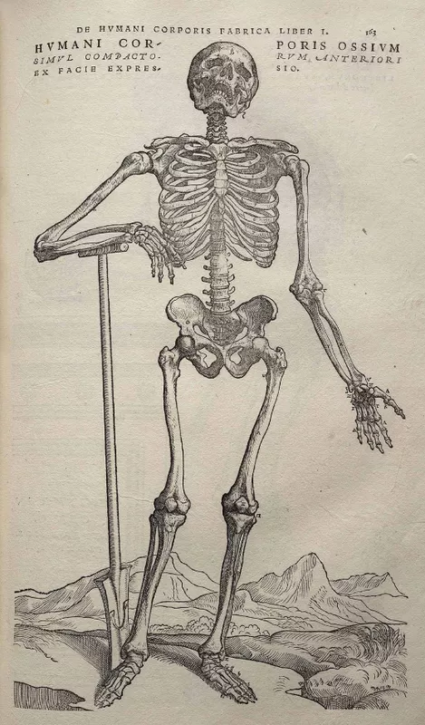 Vesalius Fabrica p163