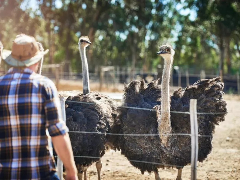 Ostrich babysitter