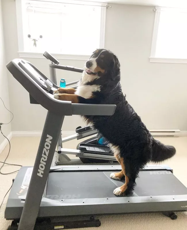 Dog exercising