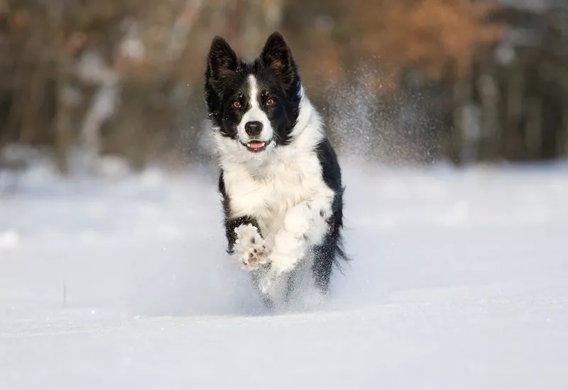 Border Collie running