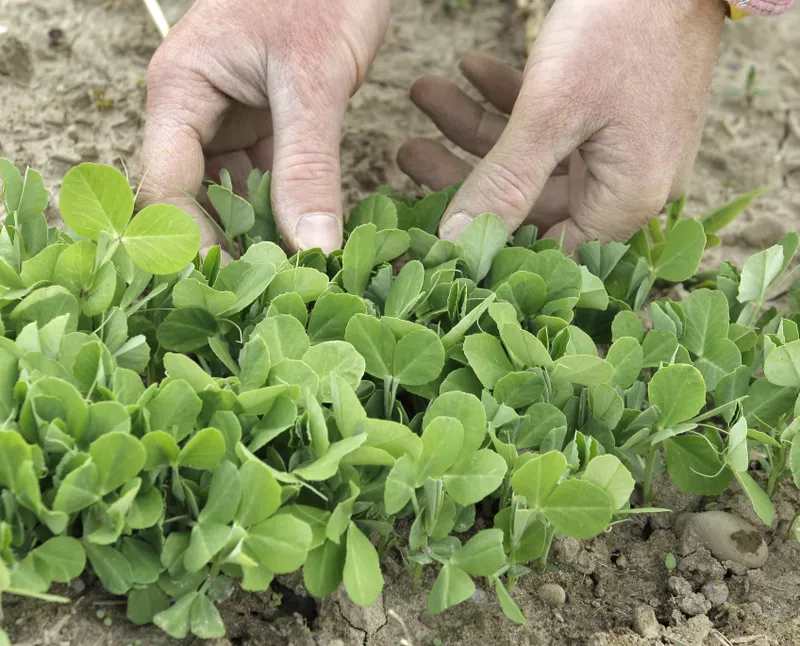 Snap peas in Ohio