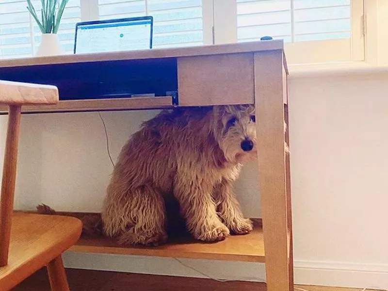 Dog under desk