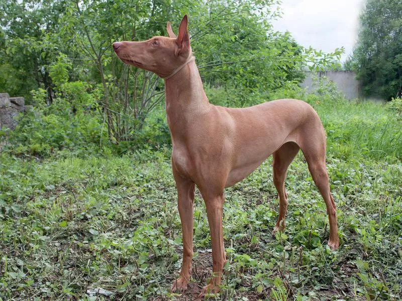 Pharaoh Hound