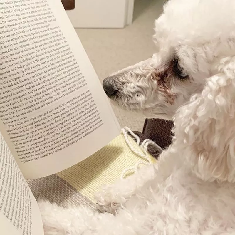 Dog reading a book