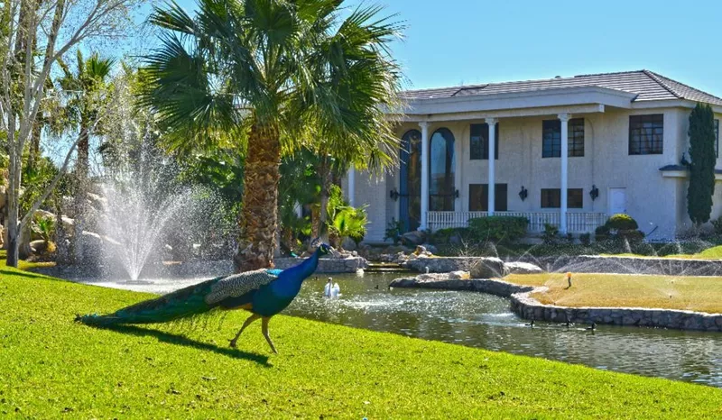 Peacocks on Wayne Newton's property