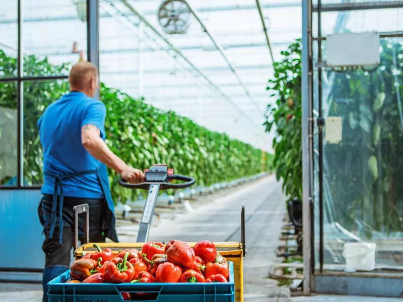 A male worker in a Paprika Greenhouse in Holland