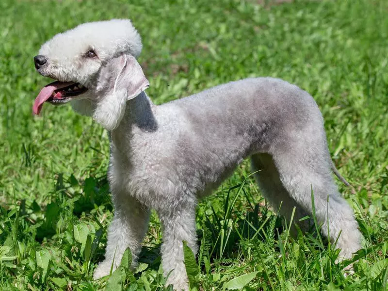 Bedlington Terrier